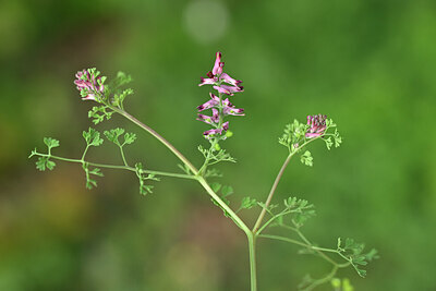 BUITEN BEELD Foto: 439855