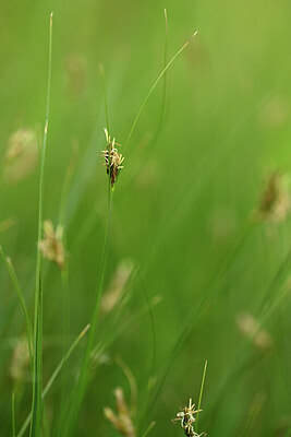 BUITEN BEELD Foto: 439856