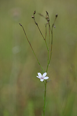 BUITEN BEELD Foto: 439857