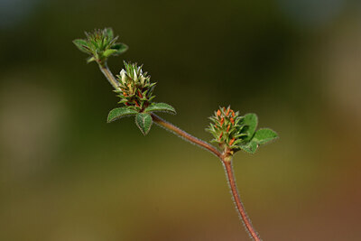 BUITEN BEELD Foto: 439858