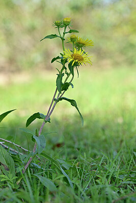 BUITEN BEELD Foto: 439865