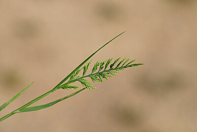 BUITEN BEELD Foto: 439866