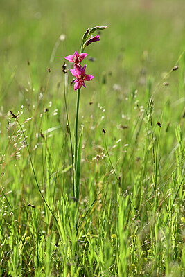 BUITEN BEELD Foto: 439867