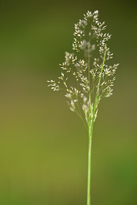 BUITEN BEELD Foto: 439868