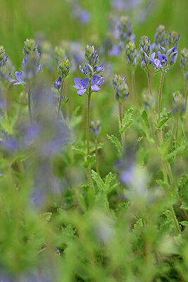 BUITEN BEELD Foto: 439871
