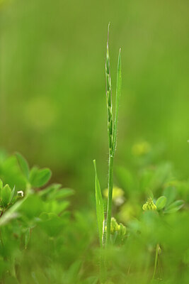 BUITEN BEELD Foto: 439872