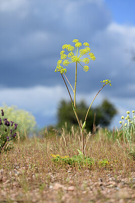 BUITEN BEELD Foto: 439879