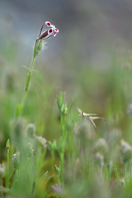 BUITEN BEELD Foto: 439883