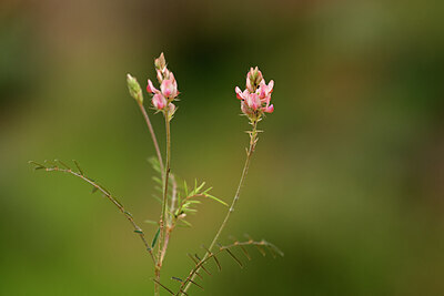 BUITEN BEELD Foto: 439884