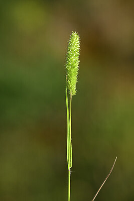 BUITEN BEELD Foto: 439887