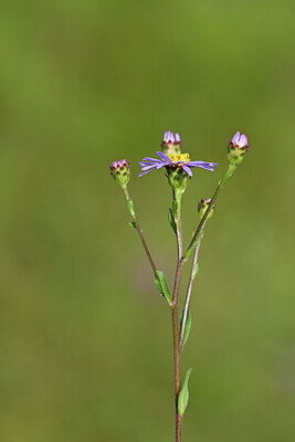 BUITEN BEELD Foto: 439889