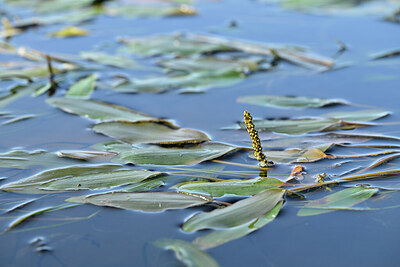 BUITEN BEELD Foto: 439893