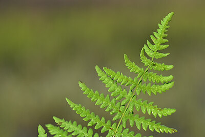 BUITEN BEELD Foto: 439900