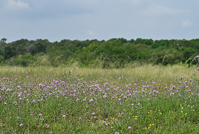 BUITEN BEELD Foto: 439901
