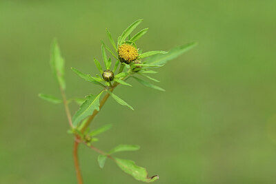 BUITEN BEELD Foto: 439904