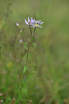 BUITEN BEELD Foto: 439909