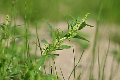 BUITEN BEELD Foto: 439911