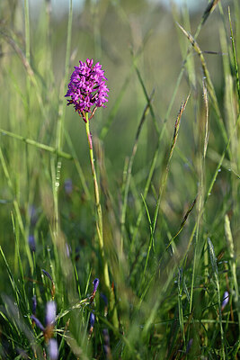 BUITEN BEELD Foto: 439914