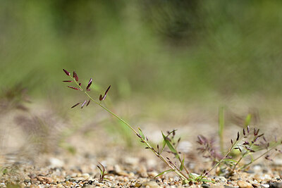 BUITEN BEELD Foto: 439915