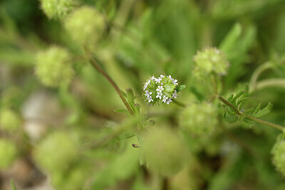 BUITEN BEELD Foto: 439926