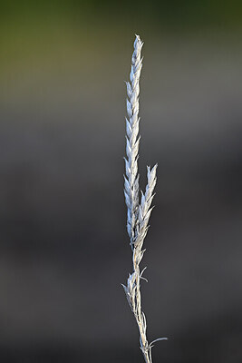 BUITEN BEELD Foto: 439927
