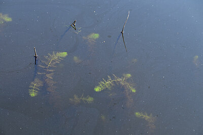 BUITEN BEELD Foto: 439932