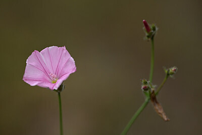 BUITEN BEELD Foto: 439933