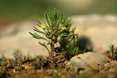 BUITEN BEELD Foto: 439937