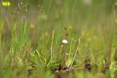 BUITEN BEELD Foto: 439943