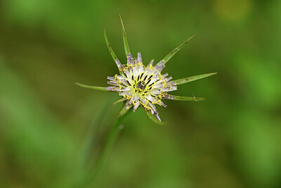 BUITEN BEELD Foto: 439945