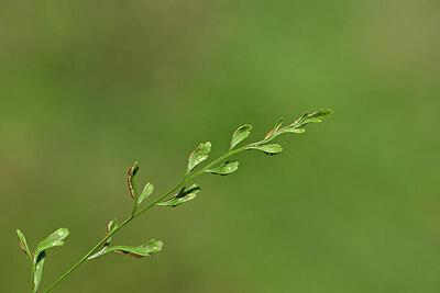 BUITEN BEELD Foto: 439946
