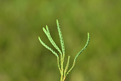 BUITEN BEELD Foto: 439948