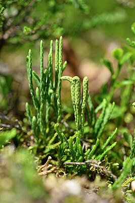 BUITEN BEELD Foto: 439950