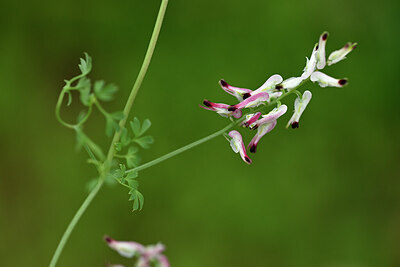 BUITEN BEELD Foto: 439952