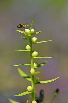 BUITEN BEELD Foto: 439953