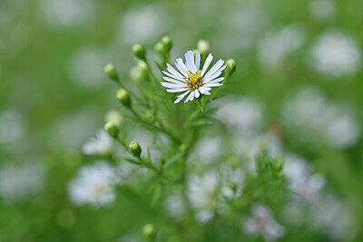 BUITEN BEELD Foto: 439954