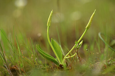 BUITEN BEELD Foto: 439957