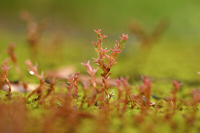 BUITEN BEELD Foto: 439962