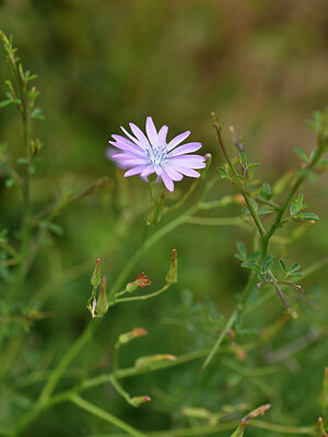 BUITEN BEELD Foto: 439966