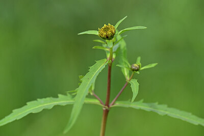 BUITEN BEELD Foto: 439970