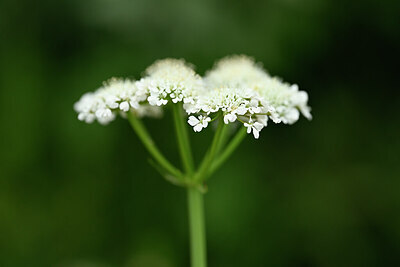 BUITEN BEELD Foto: 439976