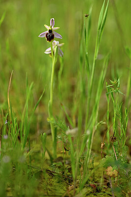 BUITEN BEELD Foto: 439979