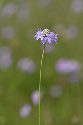BUITEN BEELD Foto: 439980