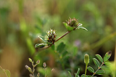 BUITEN BEELD Foto: 439981