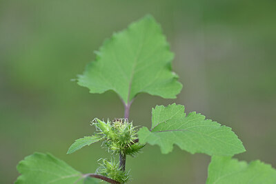 BUITEN BEELD Foto: 439982