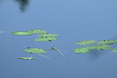 BUITEN BEELD Foto: 439984