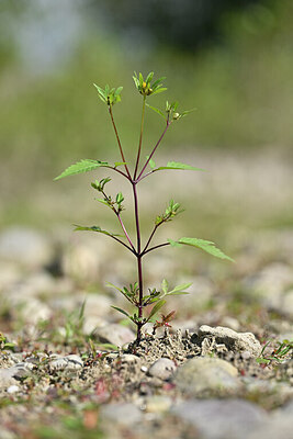 BUITEN BEELD Foto: 439985