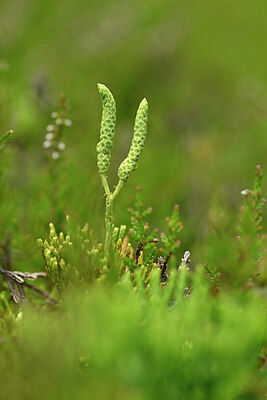 BUITEN BEELD Foto: 439988