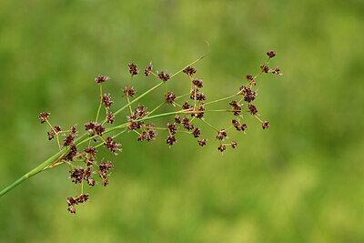 BUITEN BEELD Foto: 439990