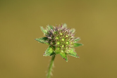 BUITEN BEELD Foto: 439991